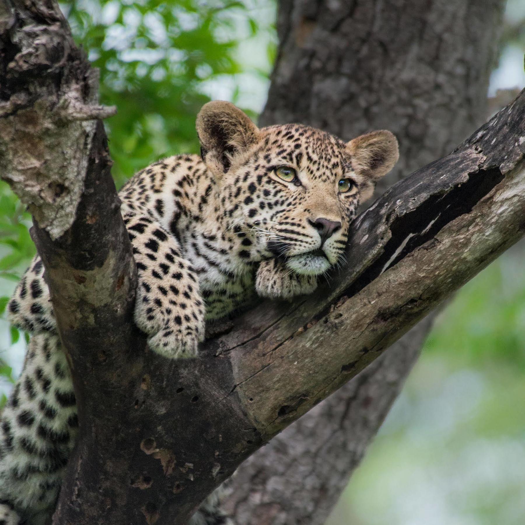 Lion Sands - Tinga Lodge Skukuza Exteriér fotografie