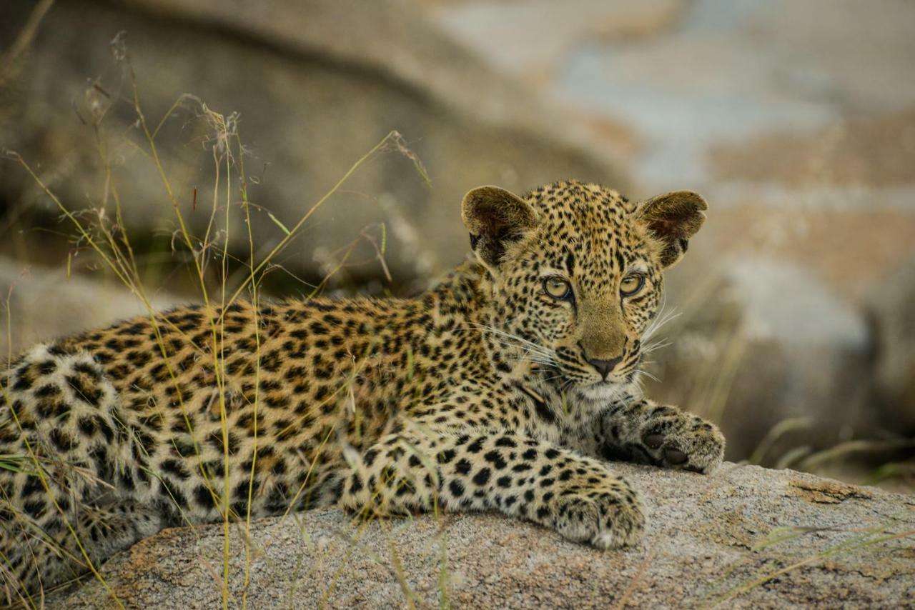 Lion Sands - Tinga Lodge Skukuza Exteriér fotografie