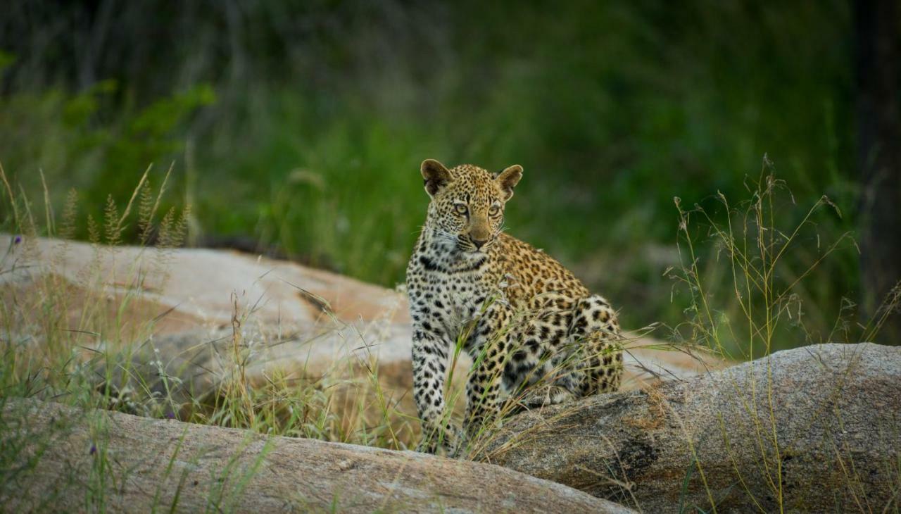 Lion Sands - Tinga Lodge Skukuza Exteriér fotografie