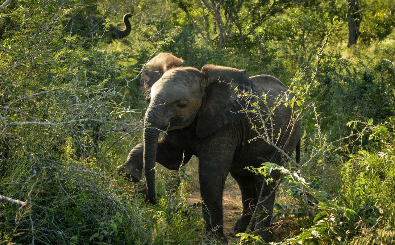 Lion Sands - Tinga Lodge Skukuza Exteriér fotografie